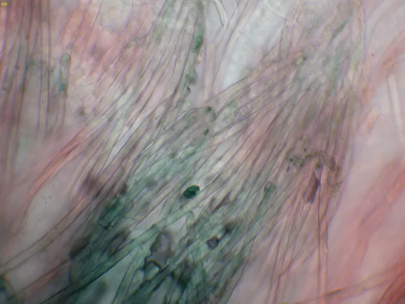 Aeruginoscyphus sericeus 10 - Pelos-002